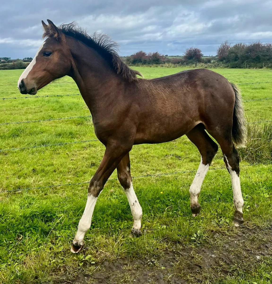 Colt with Proven International Showjumping Pedigre - Image 1