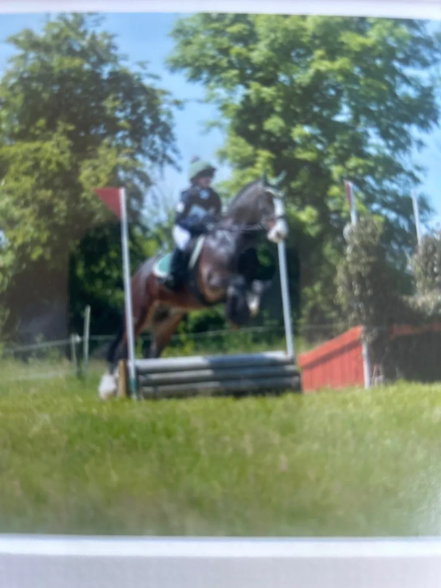 13.2hh,8year old Cob Gelding -Childs dream pony 🐴 - Image 1