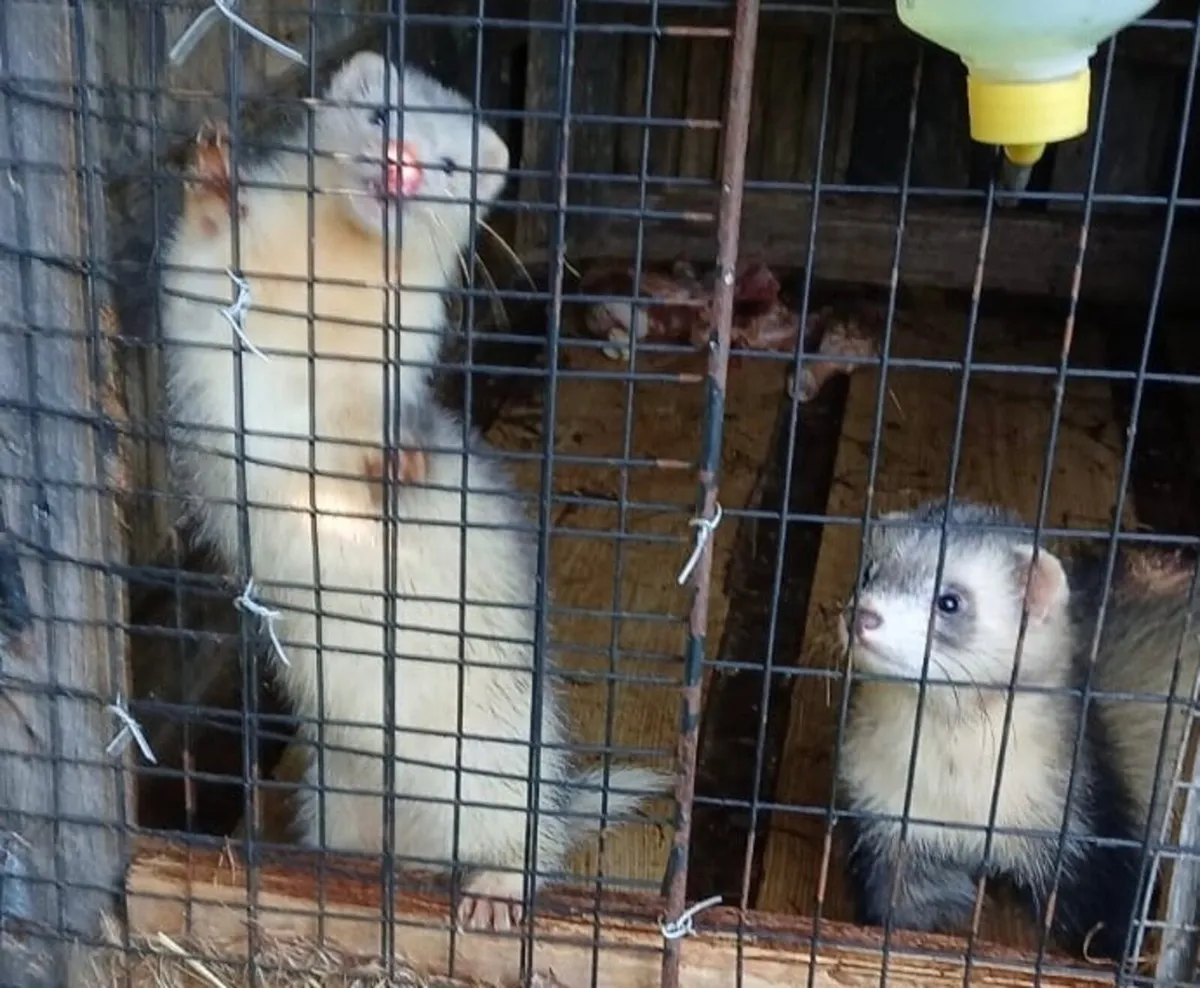 Ferrets - Image 1
