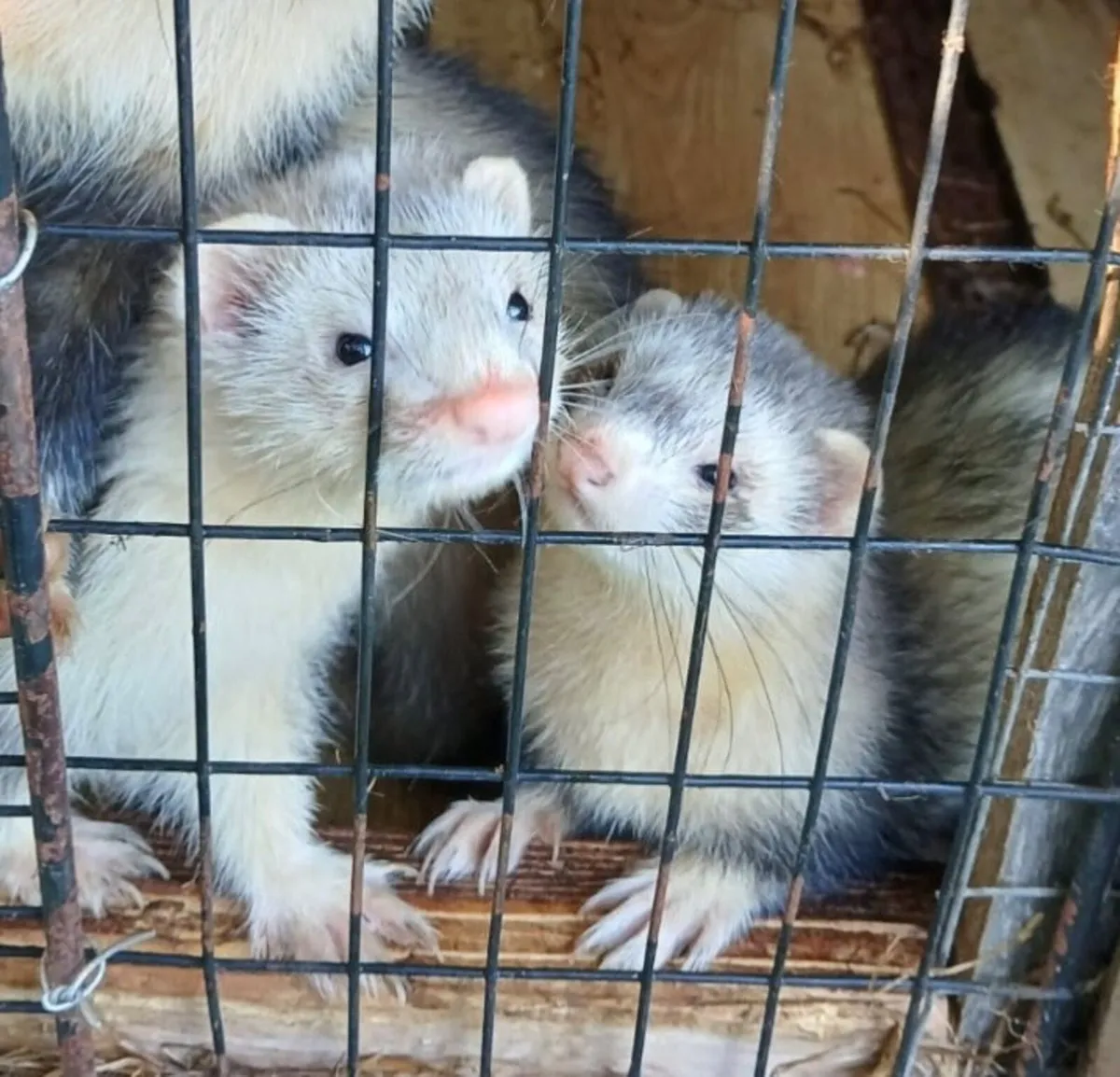 Ferrets - Image 2