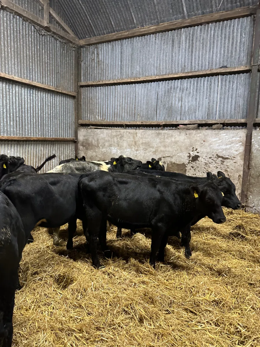 Angus and blue heifers - Image 3