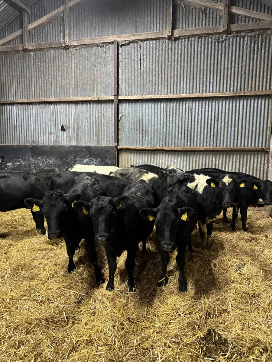 Angus and blue heifers - Image 1