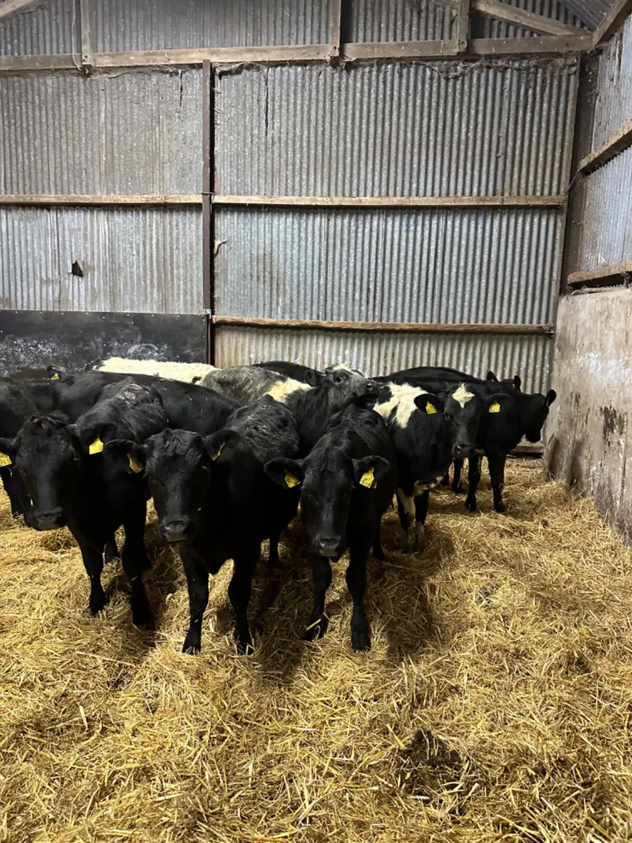 Angus and blue heifers - Image 2