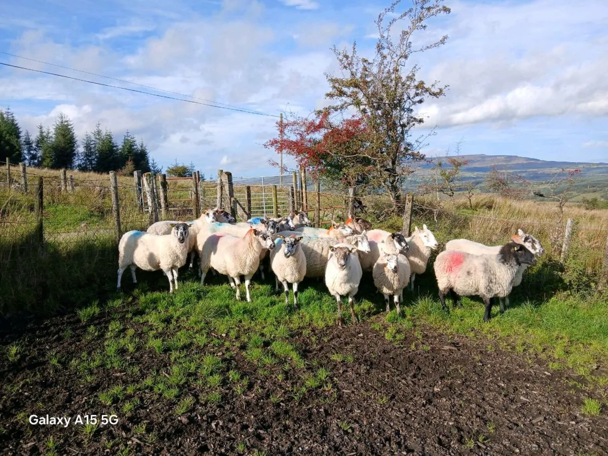 Cull ewes - Image 1