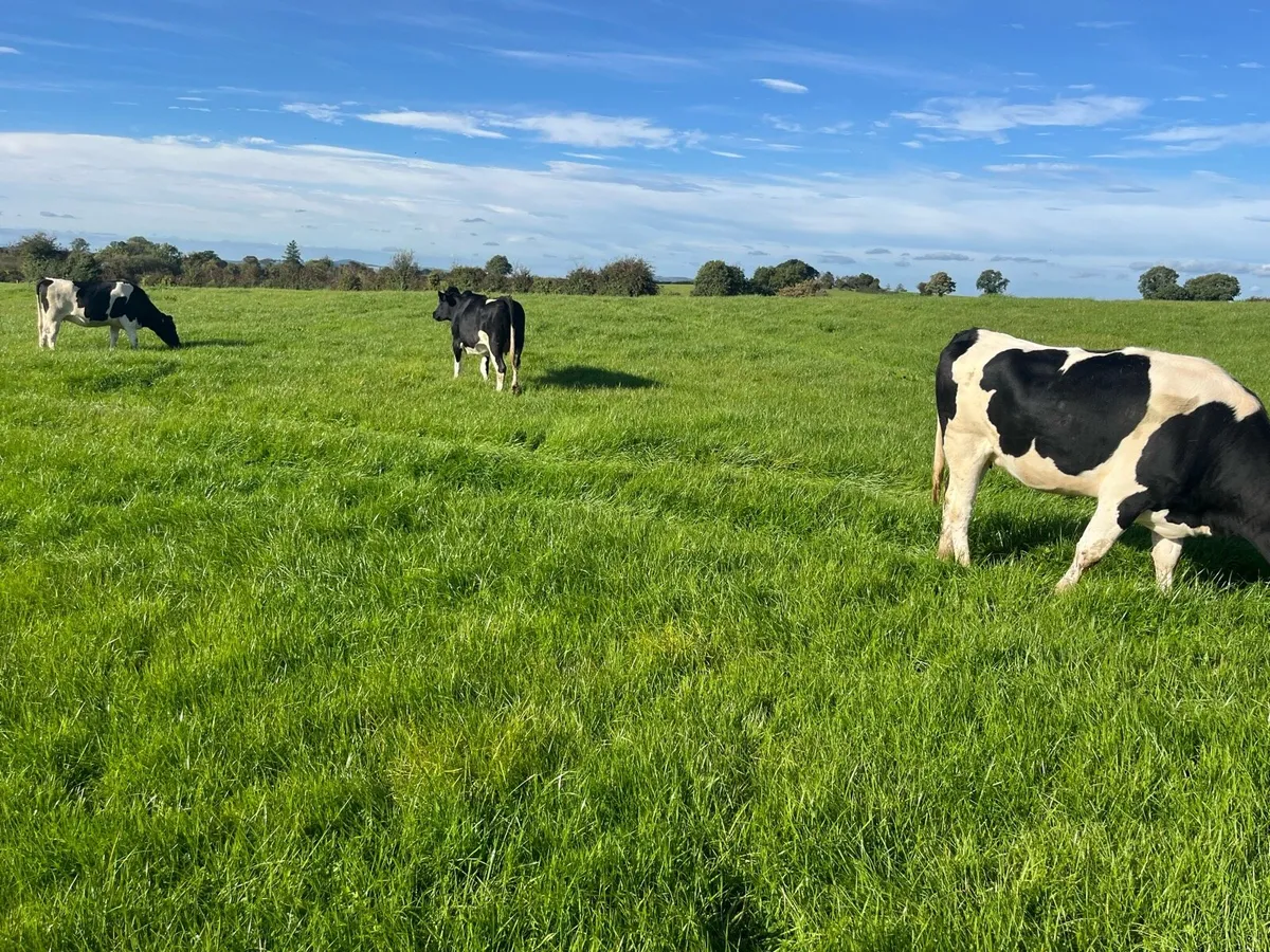 ⭐️incalf friesan heifers - Image 2