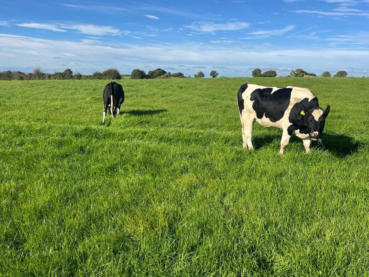 ⭐️incalf friesan heifers - Image 3
