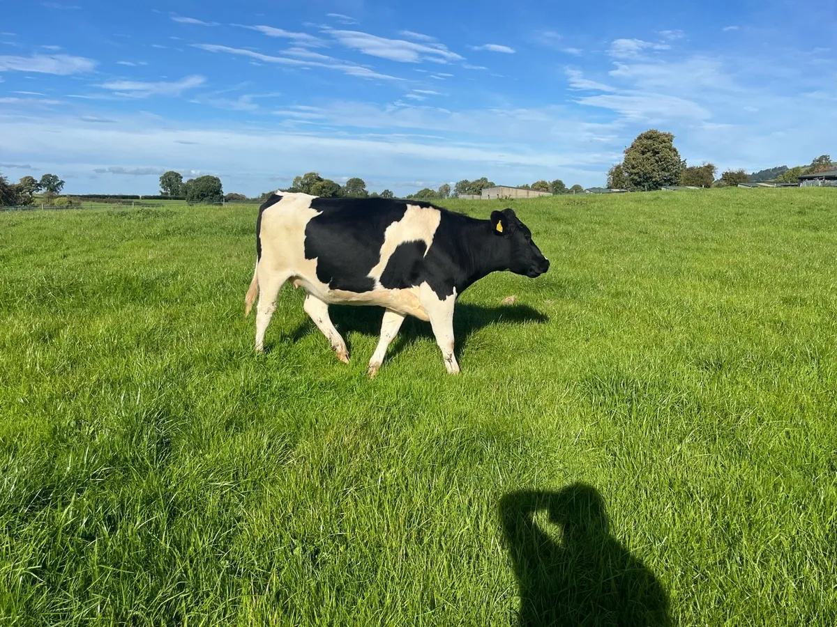 ⭐️incalf friesan heifers - Image 4