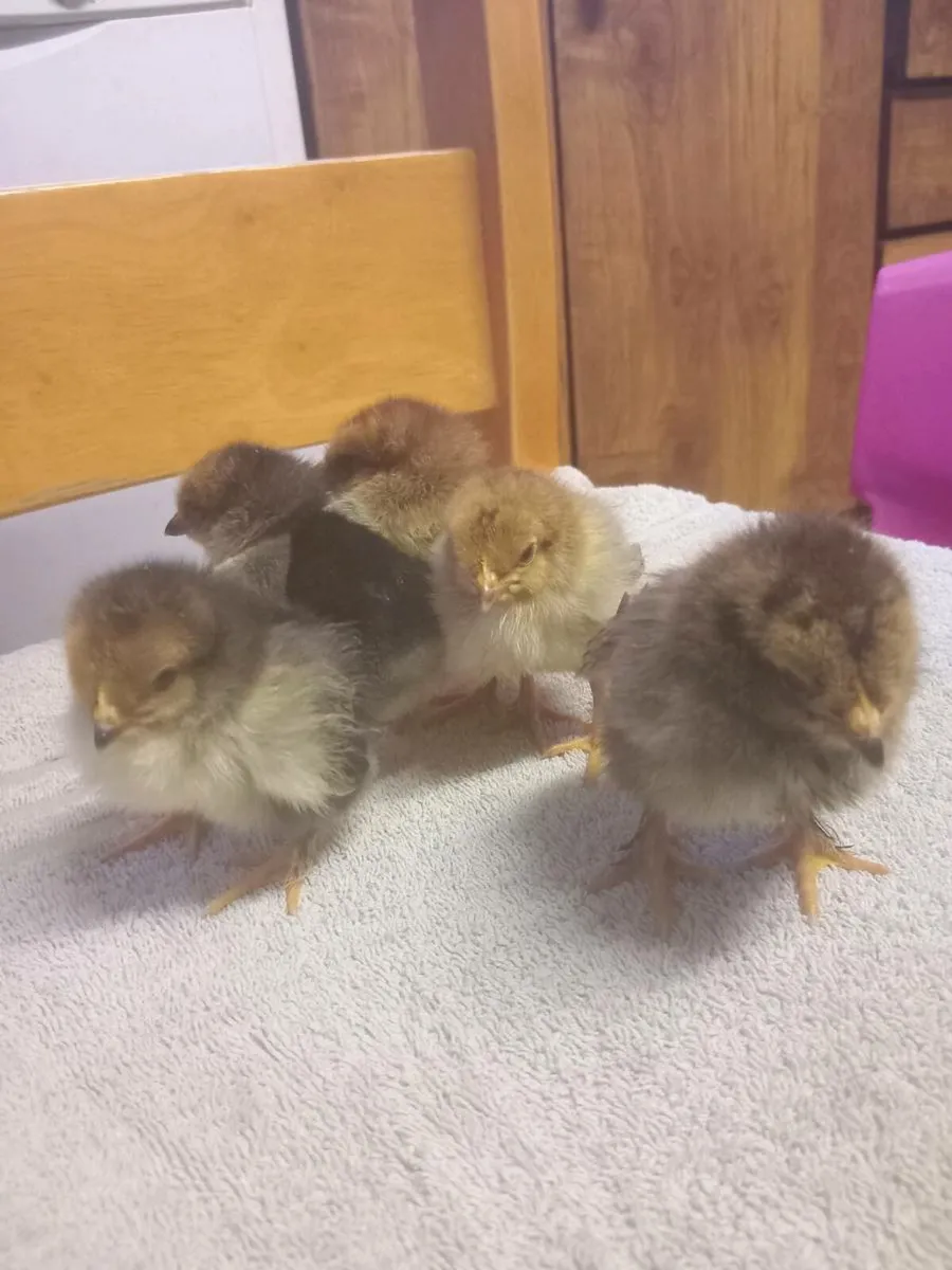 Chicks and pullets - Image 1