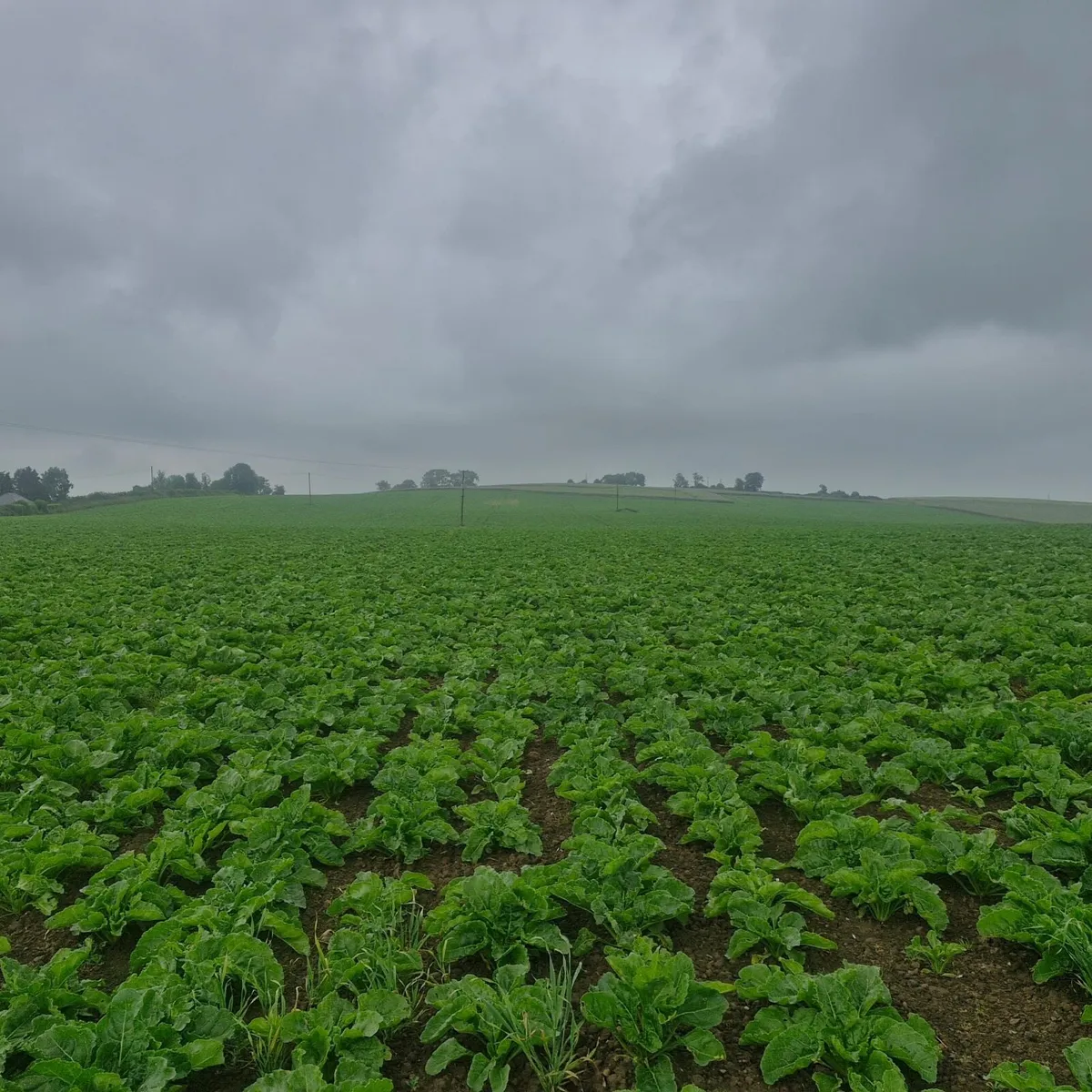 Sugar and fodder beet - Image 1