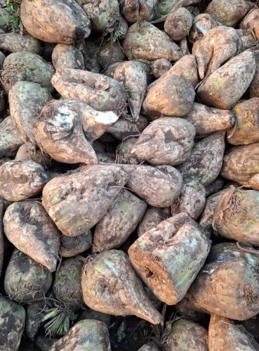 Sugar and fodder beet - Image 2