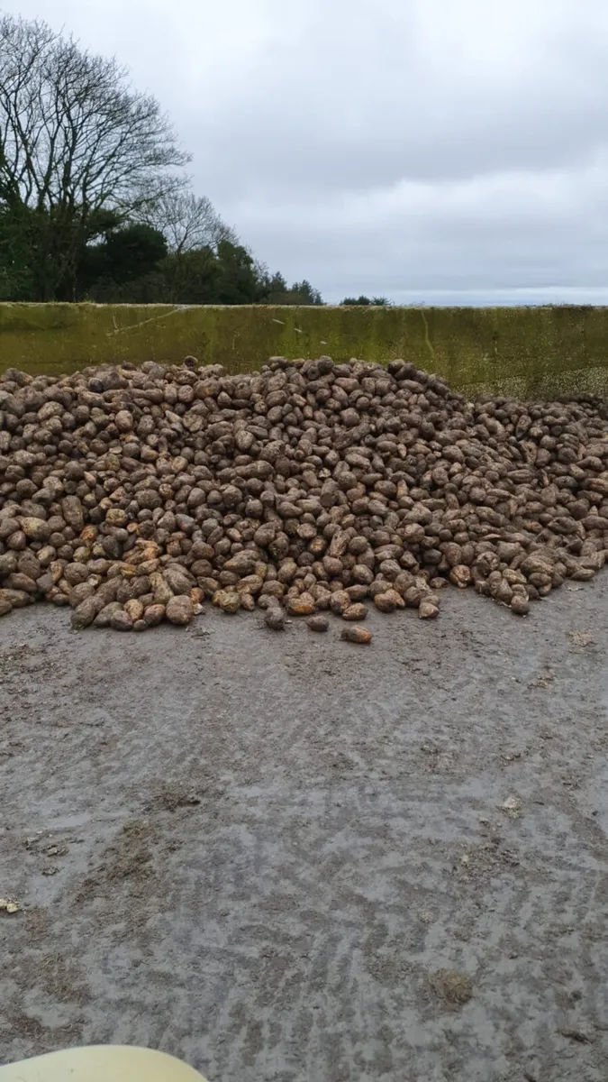 Sugar and fodder beet - Image 4