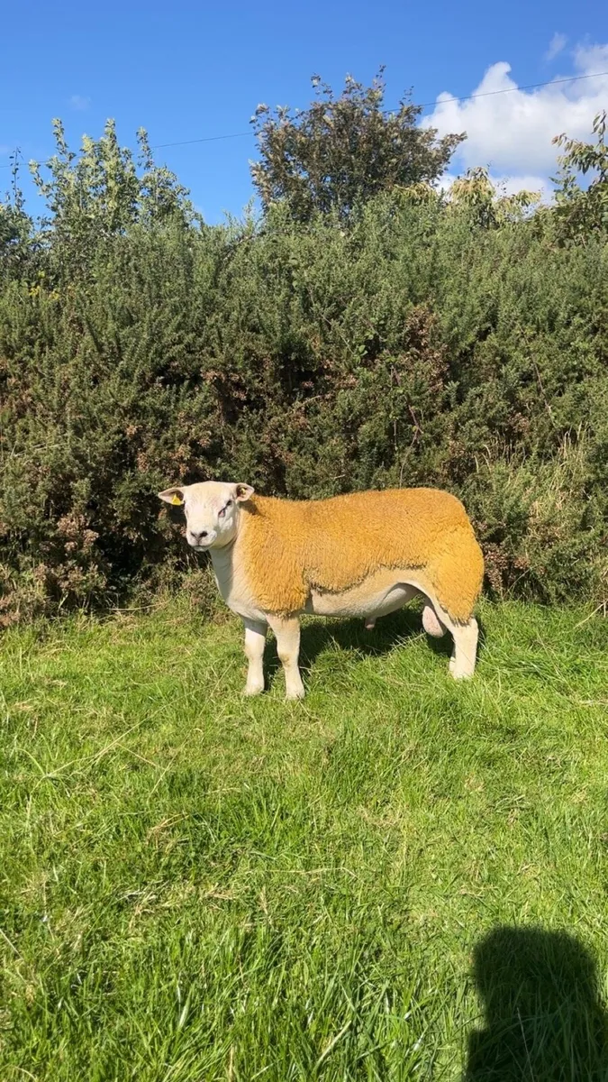 PBNR Texel ram lamb - Image 2