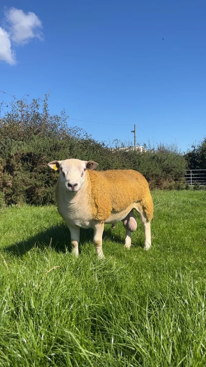 PBNR Texel ram lamb - Image 3