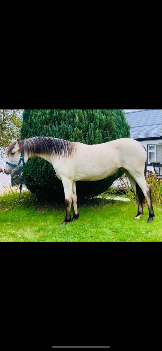 Full Connemara Filly - Image 1