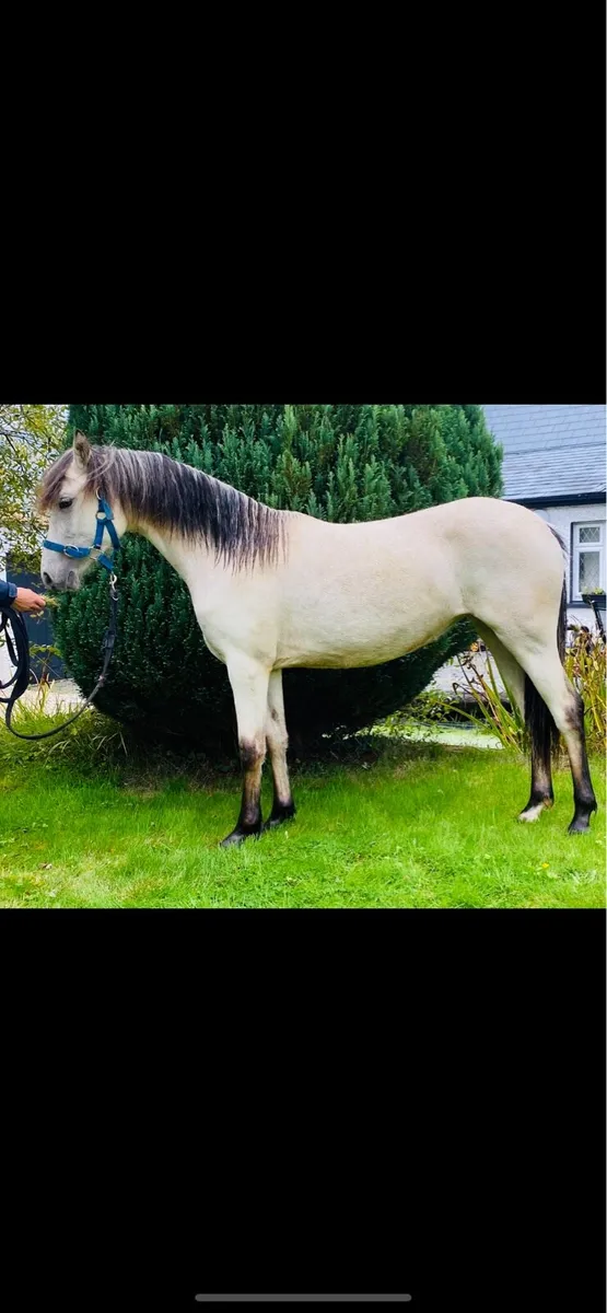 Full Connemara Filly - Image 2