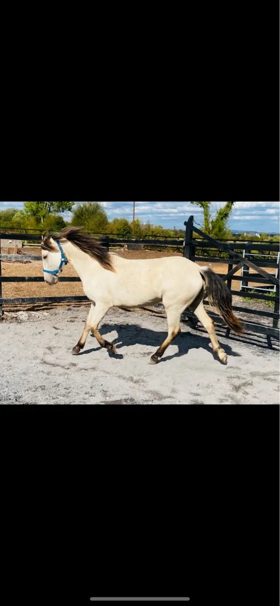 Full Connemara Filly - Image 3