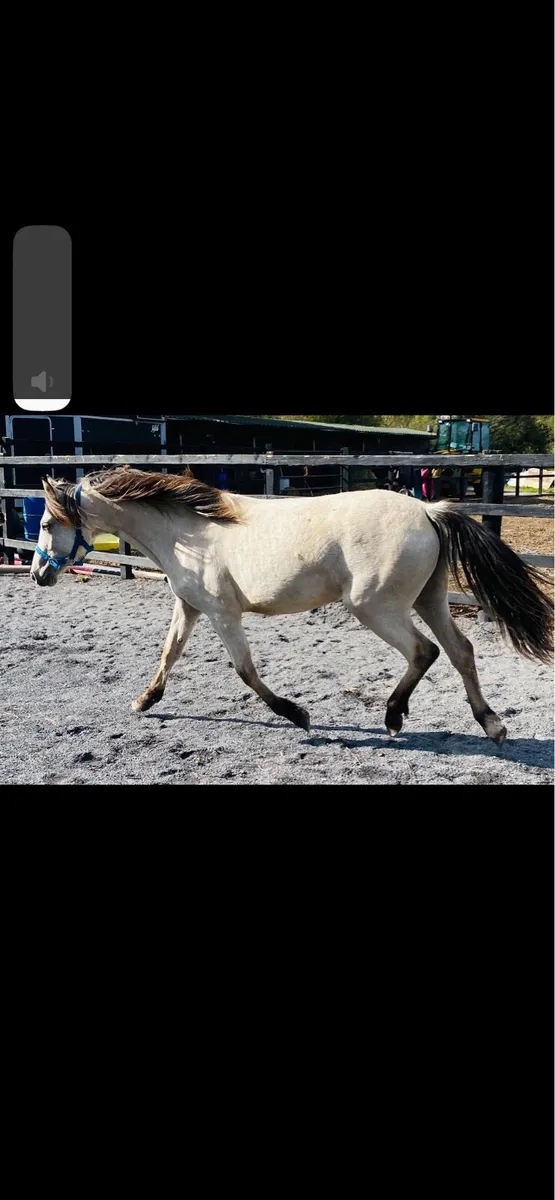 Full Connemara Filly - Image 4