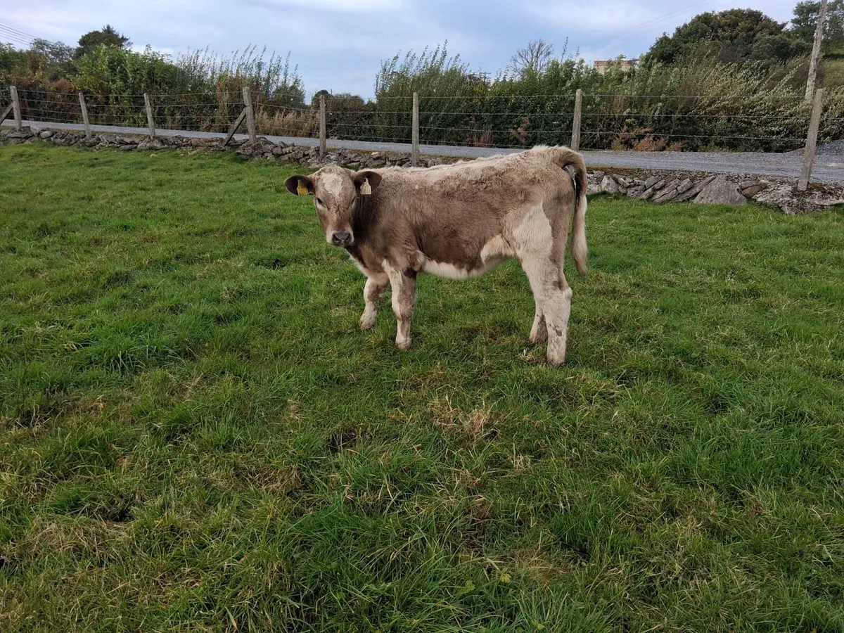 CHX heifer weanling - Image 3