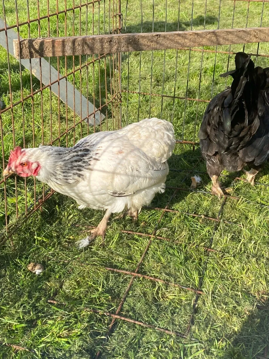 Pullets and hens - Image 3