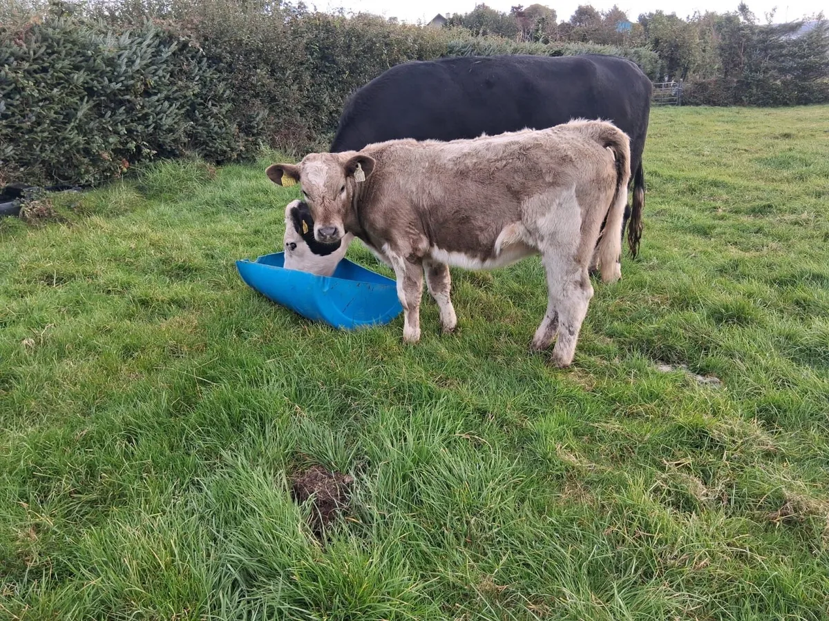 CHX heifer weanling - Image 4