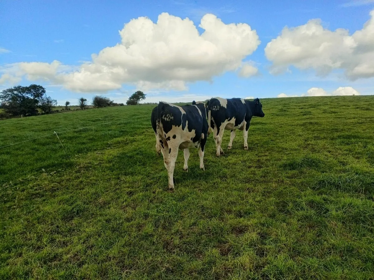 Dairy Sale Thur 2nd Oct Bandon Mart-50  in Calf Hf - Image 2