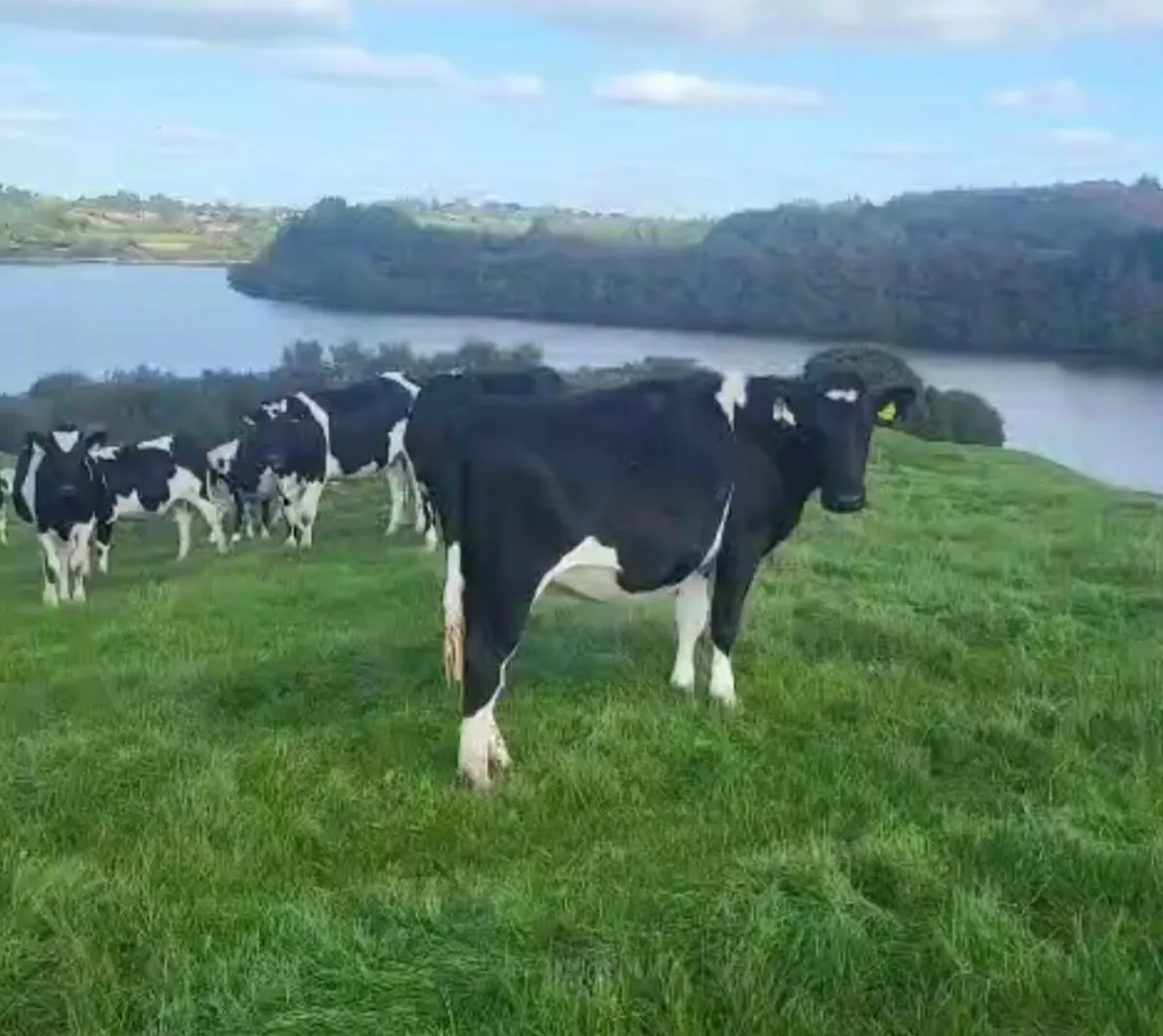 Dairy Sale Thur 2nd Oct Bandon Mart-50  in Calf Hf - Image 1