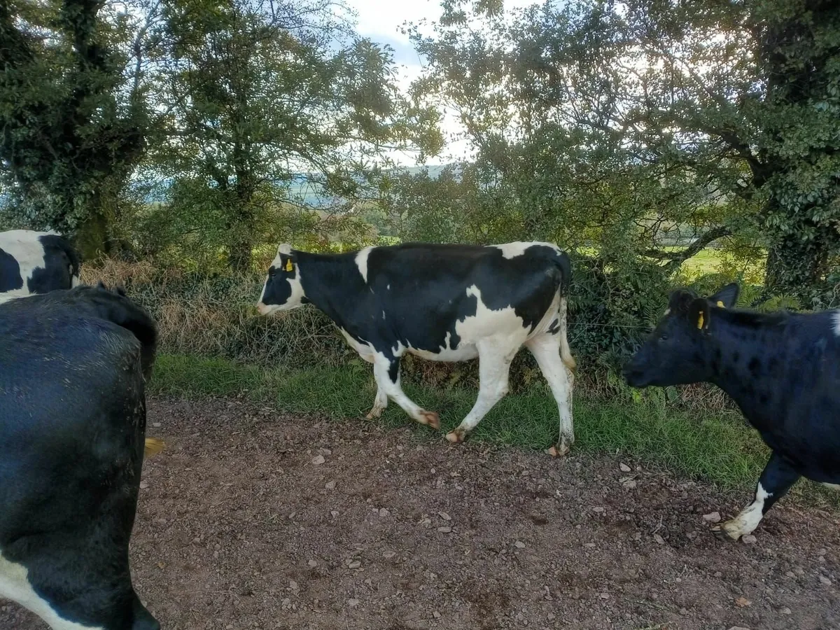 Dairy Sale Thur 2nd Oct Bandon Mart-50  in Calf Hf - Image 3