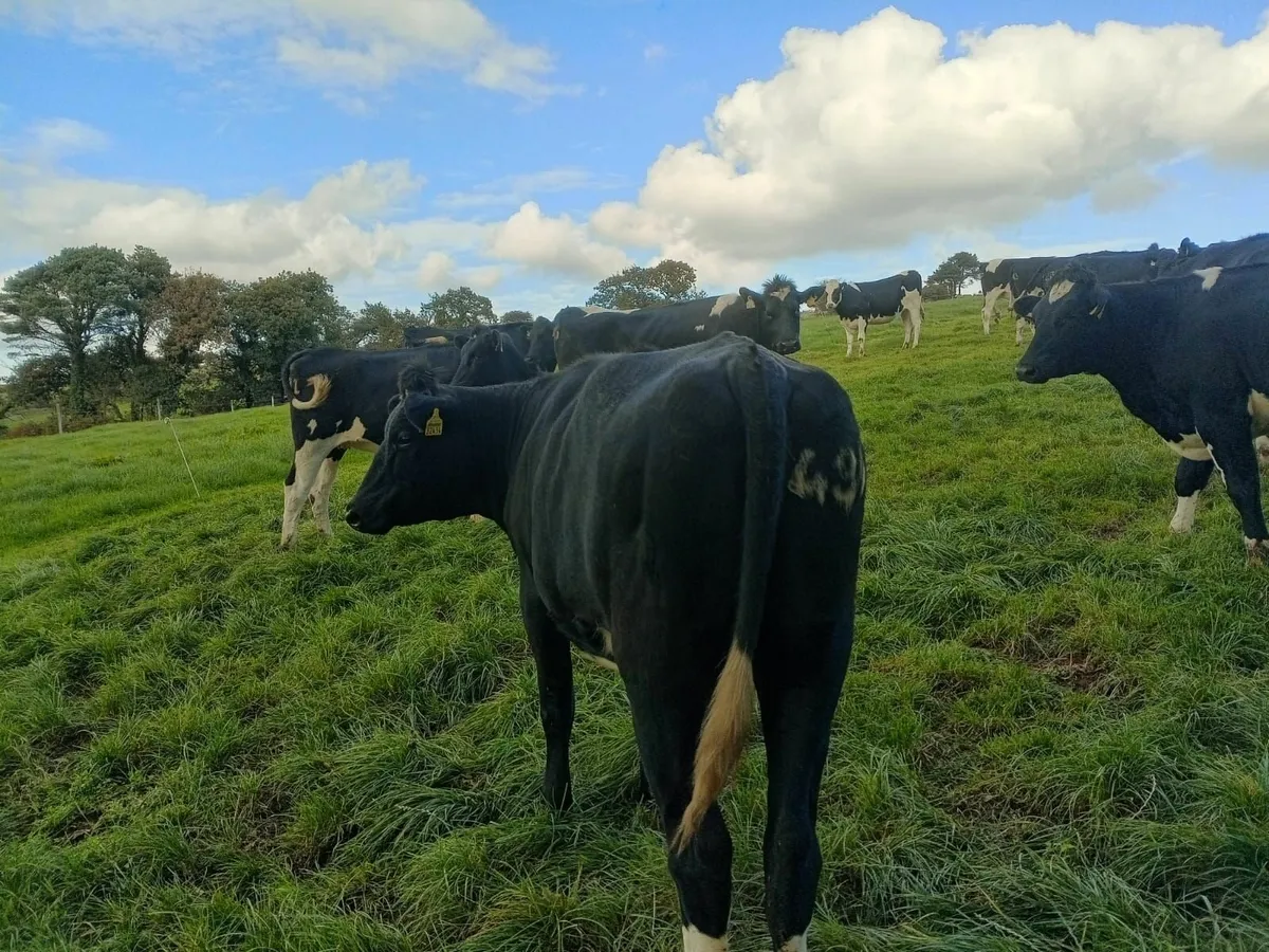 Dairy Sale Thur 2nd Oct Bandon Mart-50  in Calf Hf - Image 4