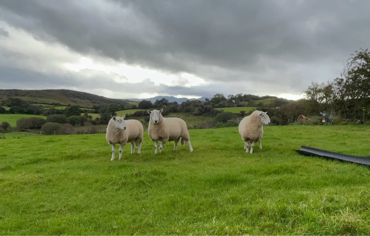 Cheviot Rams - SIS Approved - Image 1