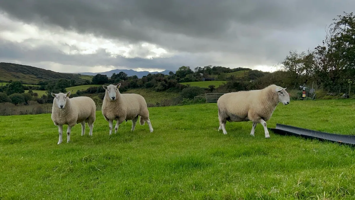 Cheviot Rams - SIS Approved - Image 2