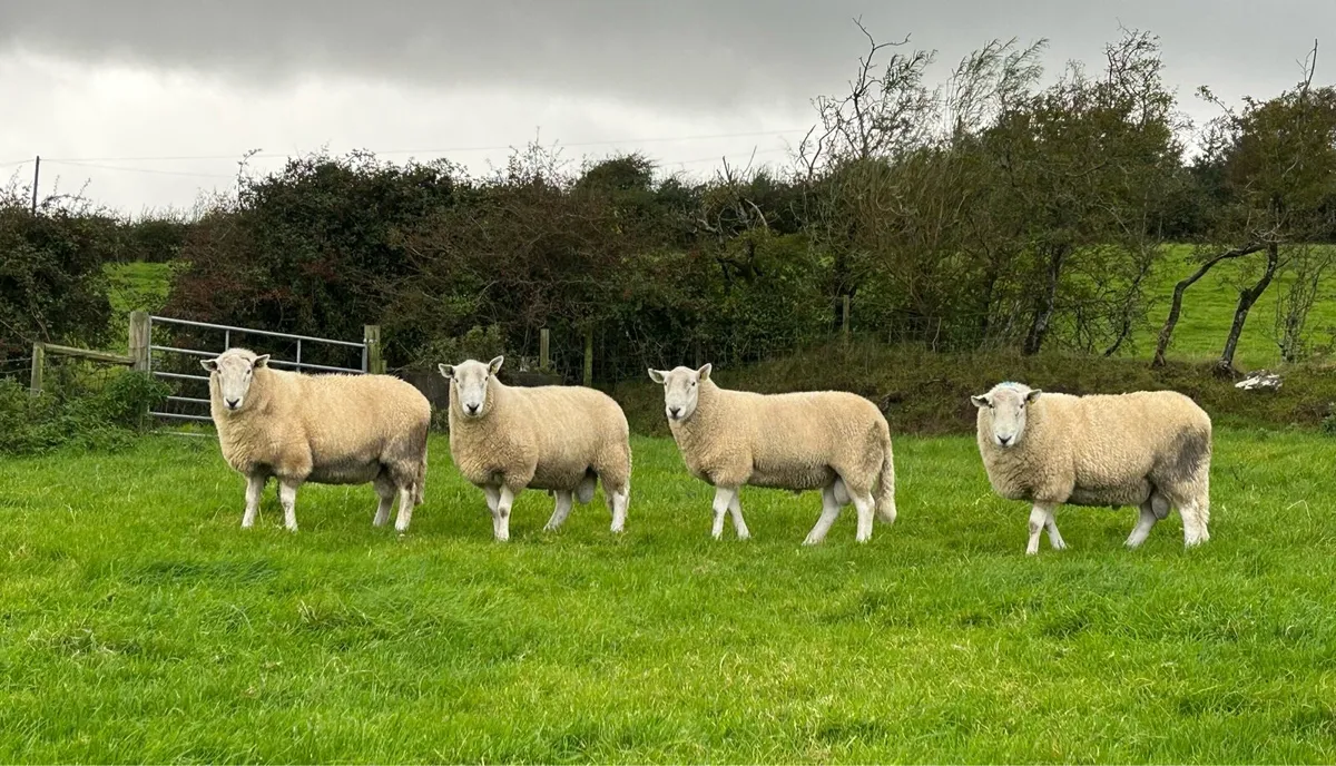 Cheviot Rams - SIS Approved - Image 3