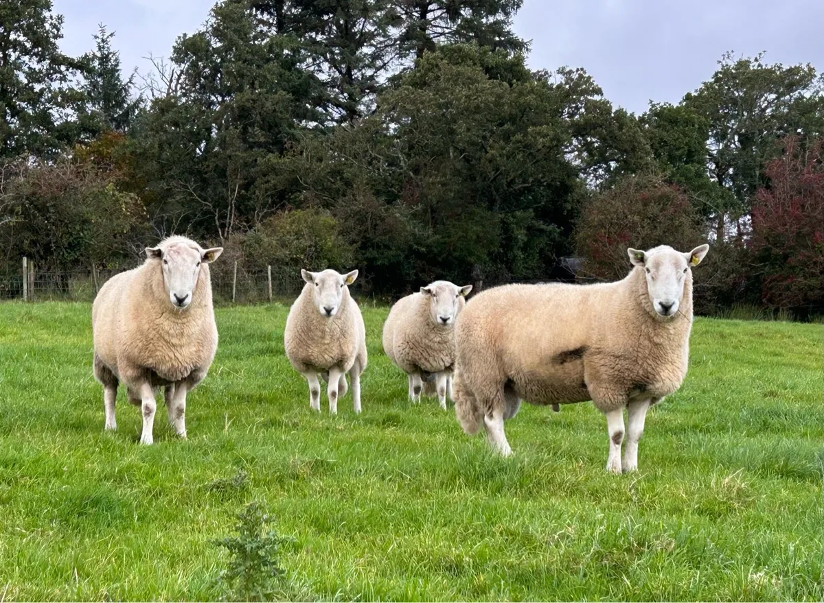Cheviot Rams - SIS Approved - Image 4