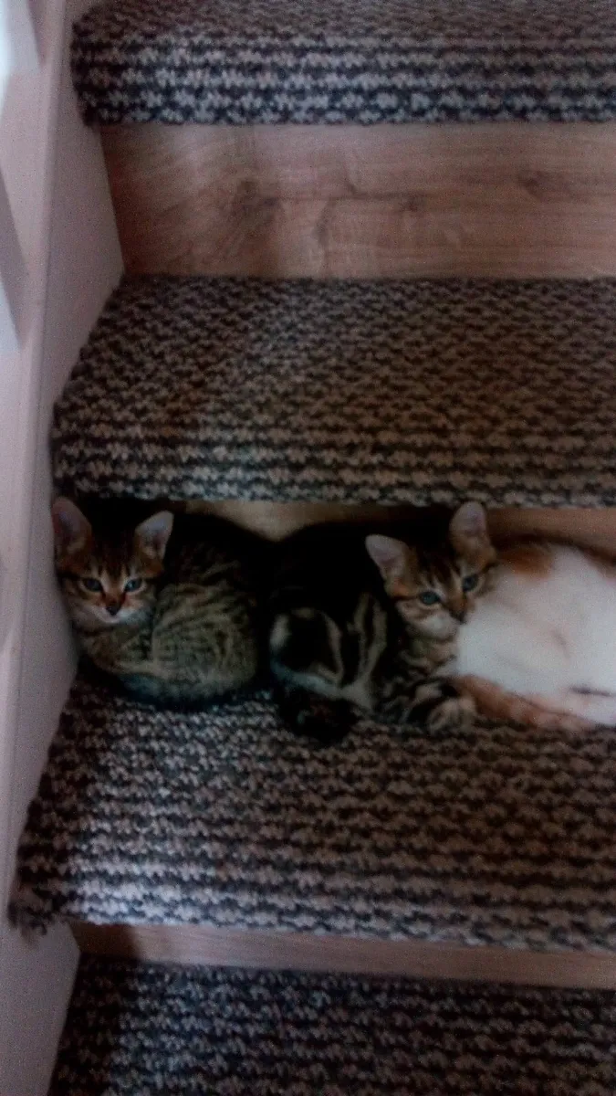 Kittens - Image 1