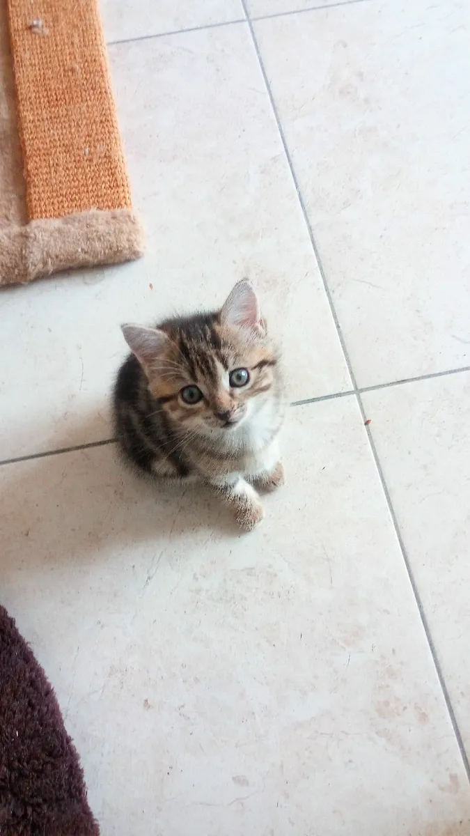 Kittens - Image 2