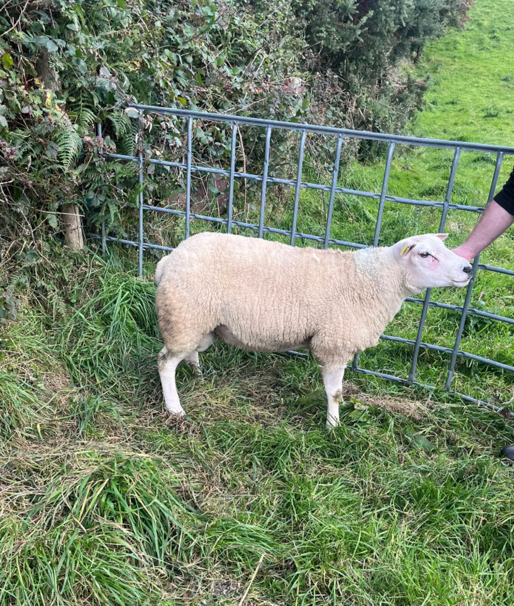 Texel Hogget ram - Image 1