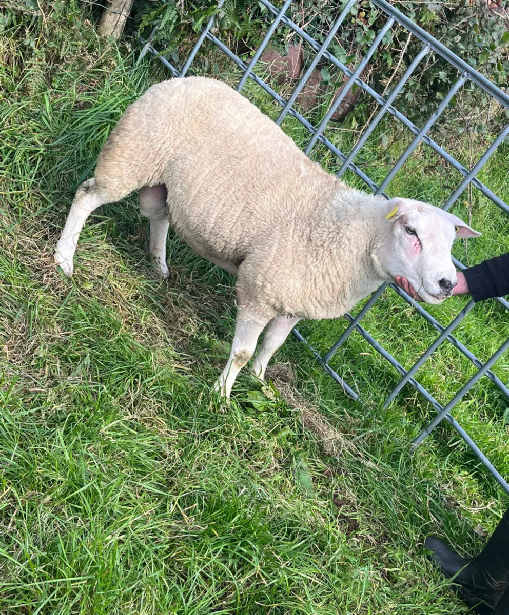 Texel Hogget ram - Image 2