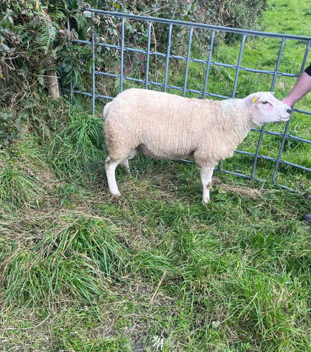 Texel Hogget ram - Image 3