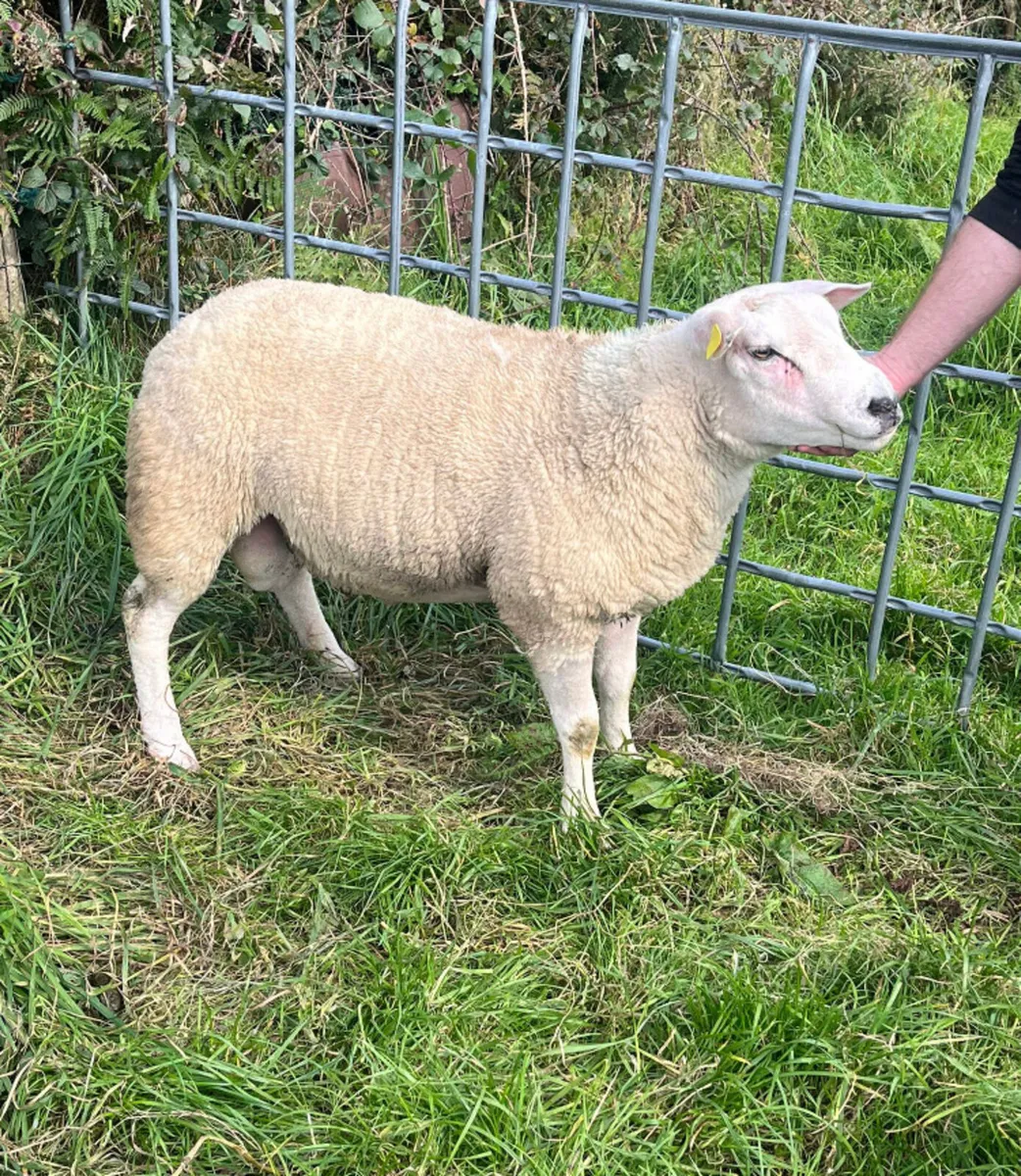 Texel Hogget ram - Image 4