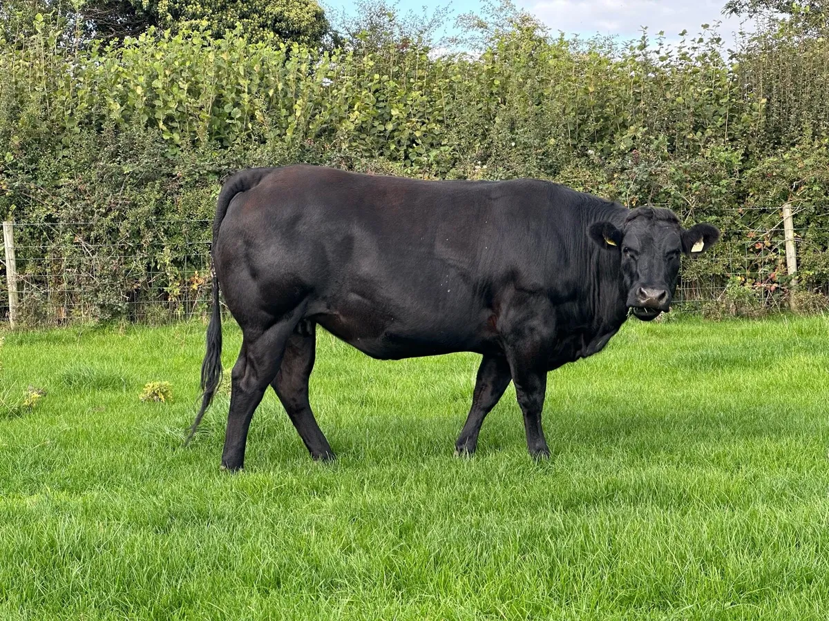 West of Ireland Heifers - Image 2