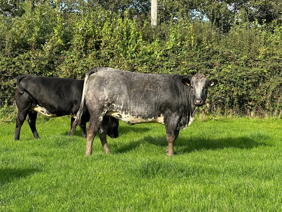 West of Ireland Heifers - Image 3