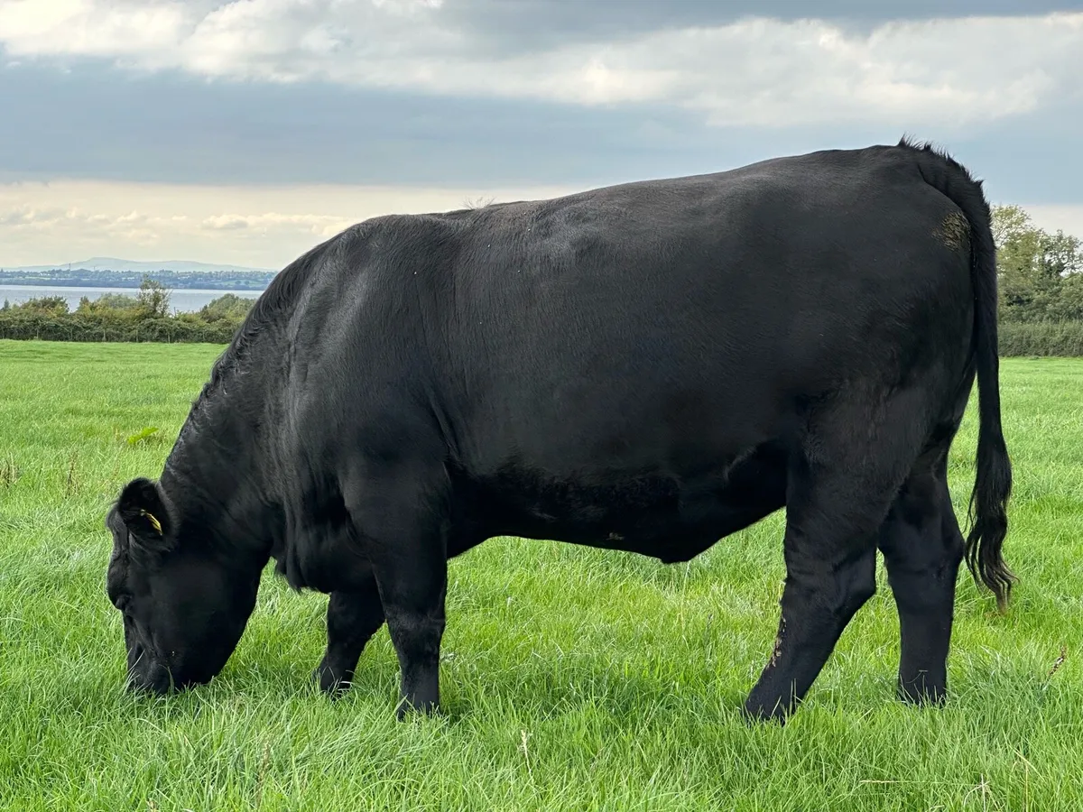 West of Ireland Heifers - Image 4