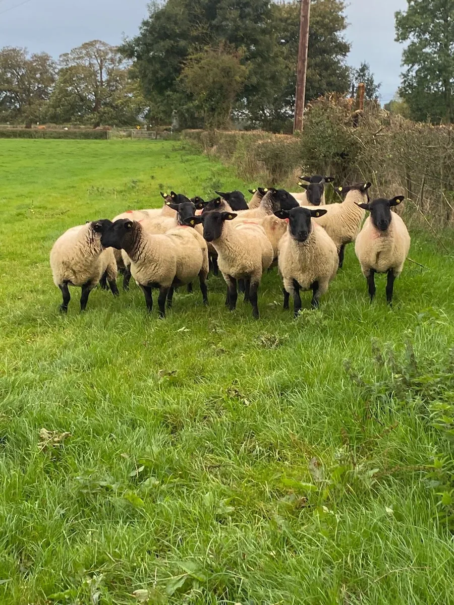 Ewe Hogetts - Image 2