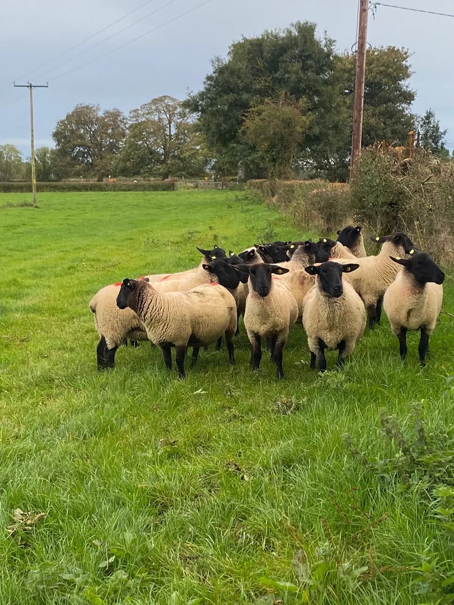 Ewe Hogetts - Image 3