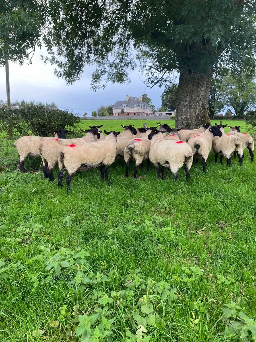 Ewe Hogetts - Image 1