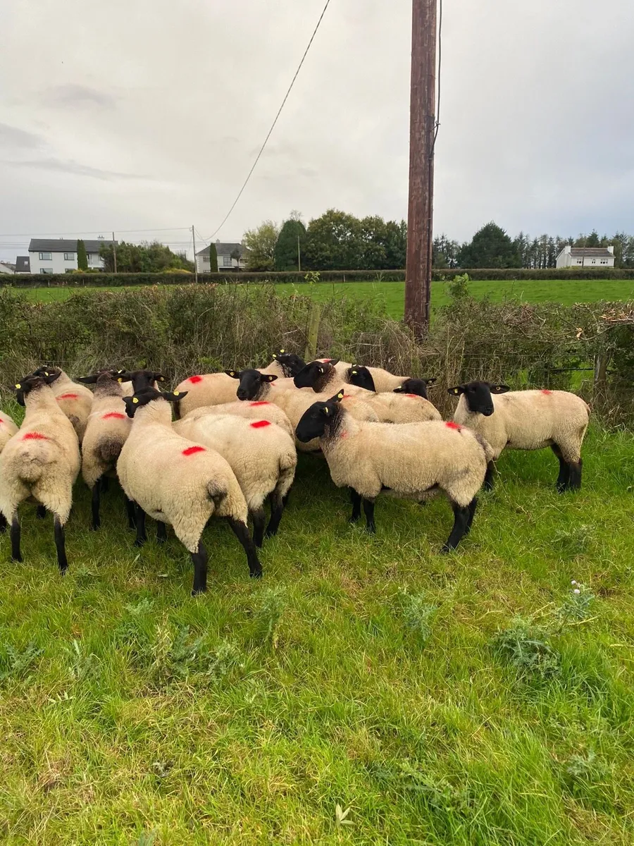 Ewe Hogetts - Image 4