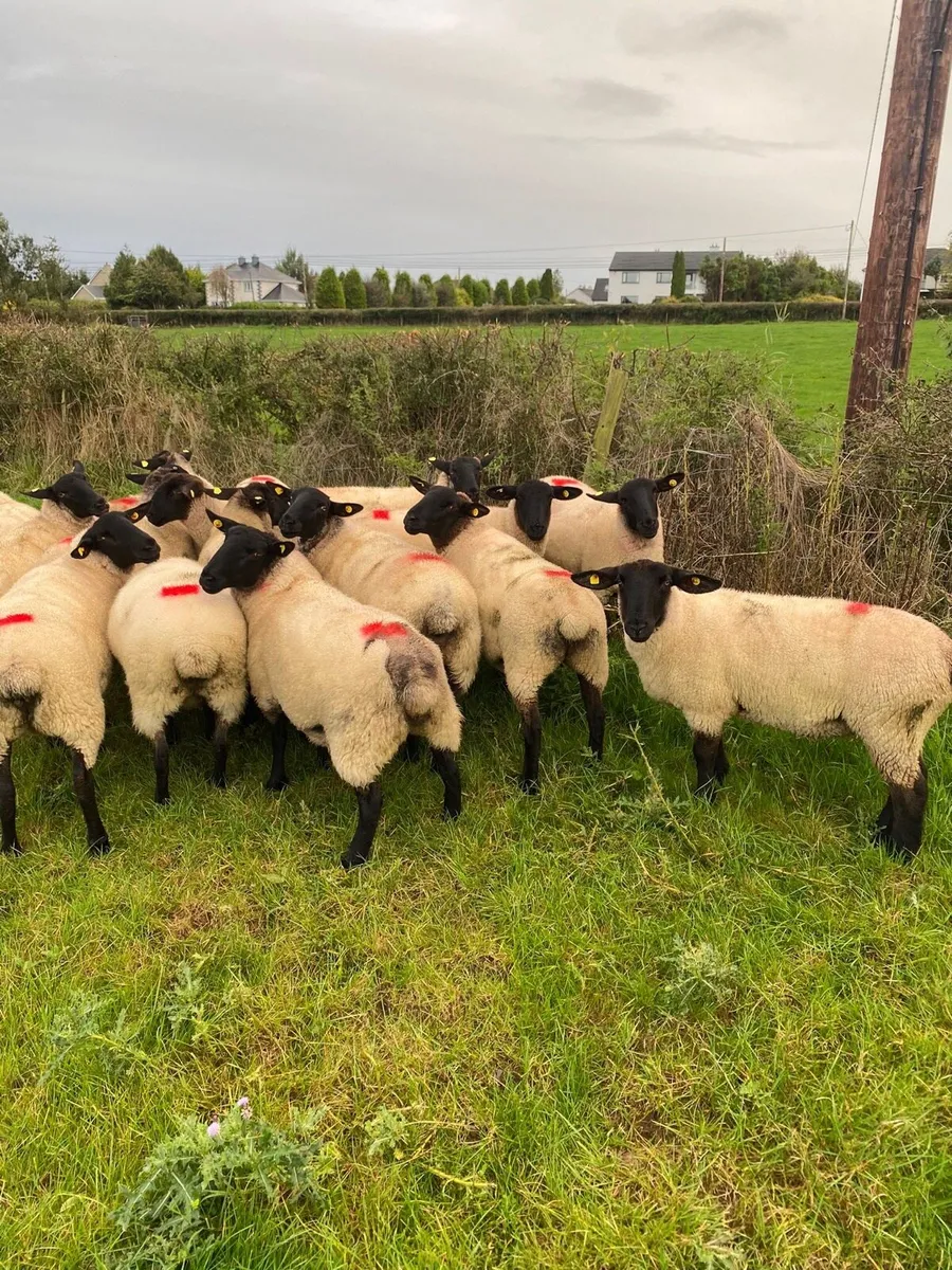 Ewe Hogetts - Image 3