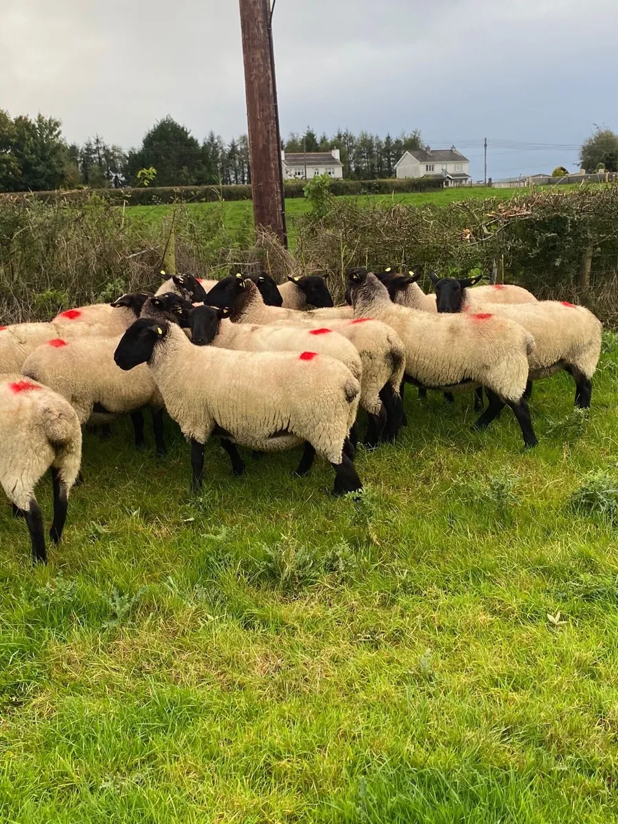Ewe Hogetts - Image 4