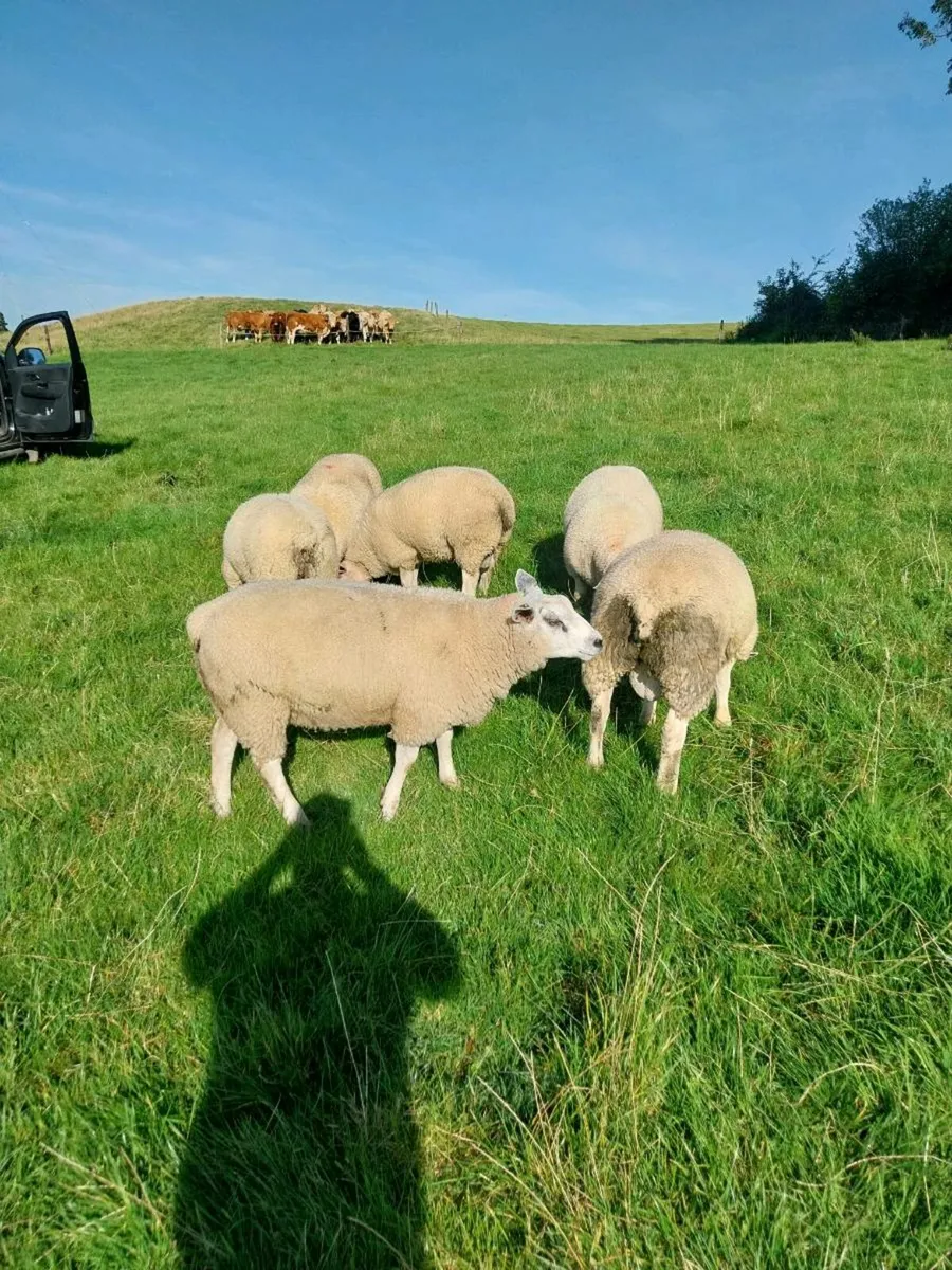 Ram lambs - Image 2