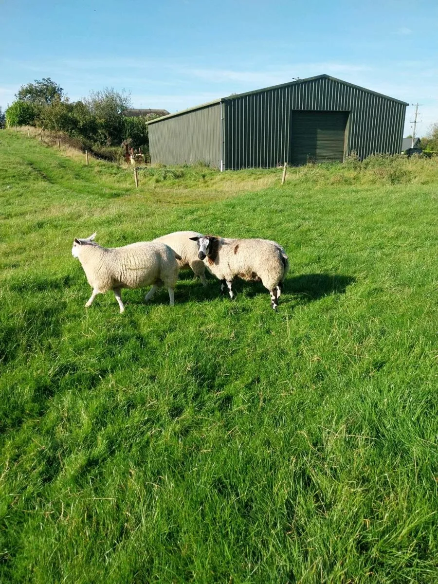 Ram lambs - Image 3