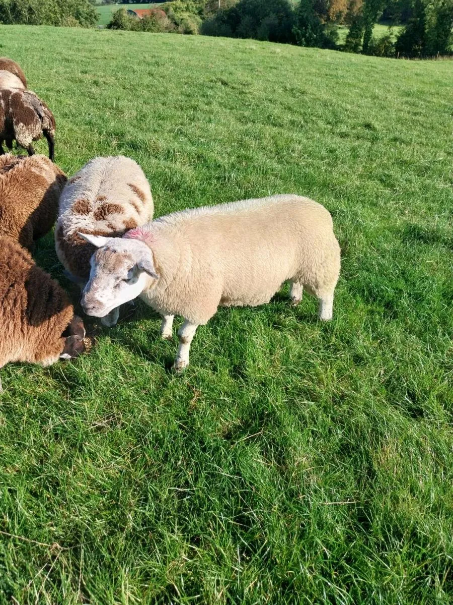 Ram lambs - Image 4